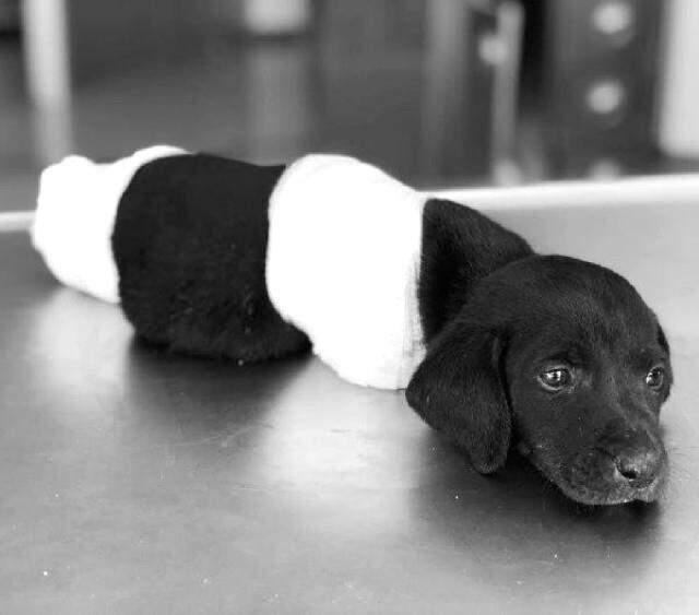 Sosyal Medyada Bir Köpeğe İşkence Görüntüsü Daha Ortaya Çıktı Haberler