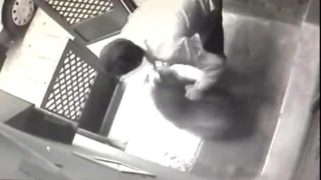 Kadıköy'de Köpeğe Şiddet! Dehşet Anları Anbean Kamerada