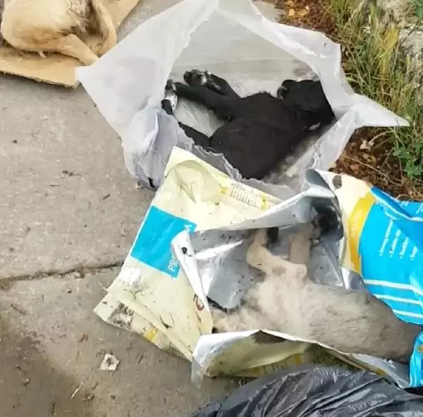 Sakarya�da 5 Yavru Köpek Ölü Bulundu Haber