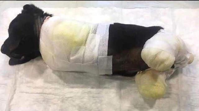 Sakarya'da Yavru Köpeği Ezerek Ölümüne Yol Açan Zanlı Tutuklandı