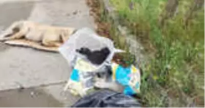 Sakaryada bu kez de 5 yavru köpek ölü bulundu Sakaryada bu kez de 5 yavru köpek ölü bulundu