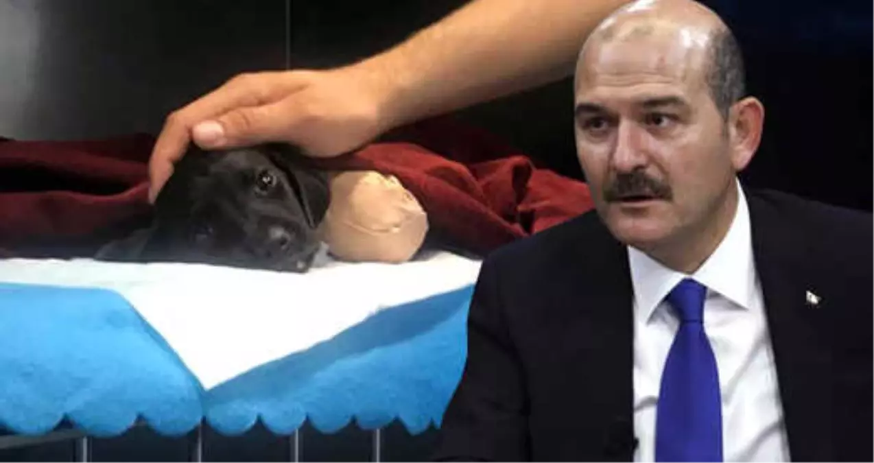 Bakan Soylu'dan Türkiye'yi Ayağa Kaldıran Yavru Köpek İçin Açıklama: Elimizde Acı Görüntüler Var