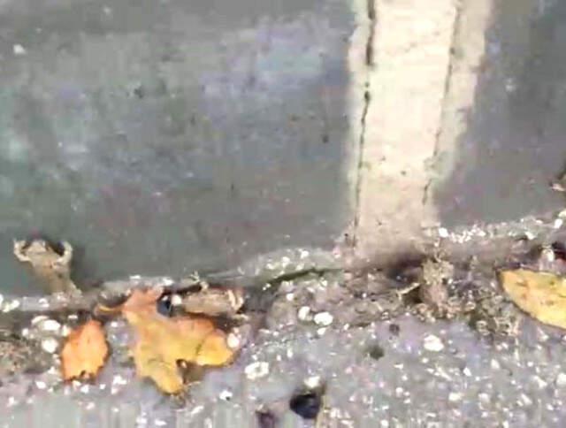 Sağanak Yağmurun Ardınan Biranda Ortaya Çıkan Kurbağalar Mahalleyi İstila Etti