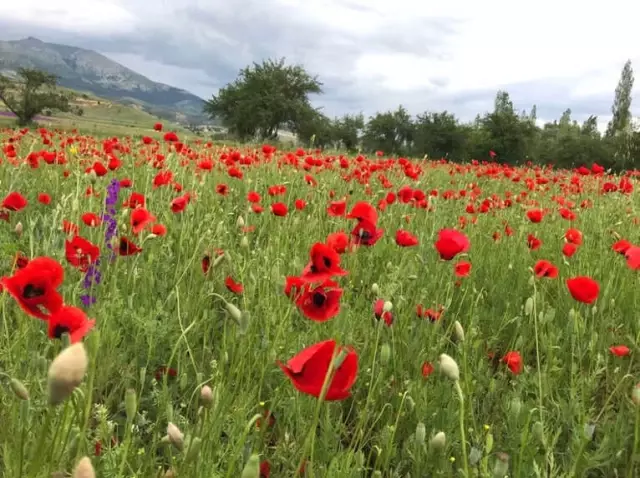 Şiran'a Bahar Yeni Geldi Şiran'a Bahar Yeni Geldi