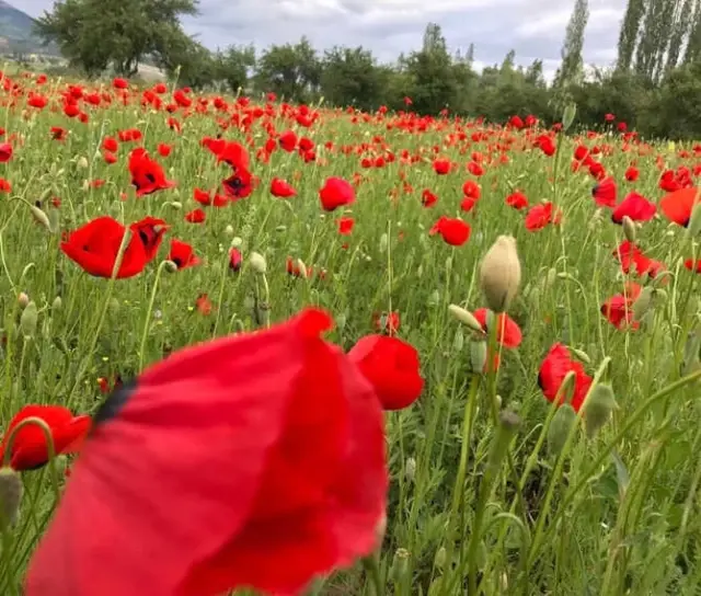 Şiran'a Bahar Yeni Geldi Şiran'a Bahar Yeni Geldi