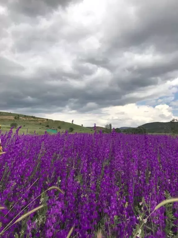 Şiran'a Bahar Yeni Geldi Şiran'a Bahar Yeni Geldi