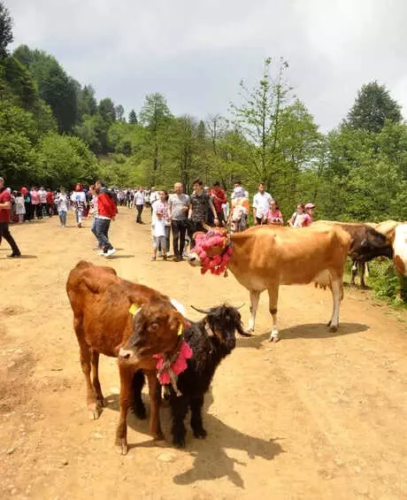 Trabzon'da Yayla Göçü Şenliği Düzenlendi Trabzon'da Yayla Göçü Şenliği Düzenlendi