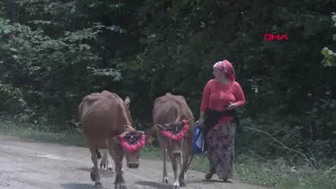 Trabzon'da Yayla Göçü Şenliği Düzenlendi Hd Trabzon'da Yayla Göçü Şenliği Düzenlendi Hd
