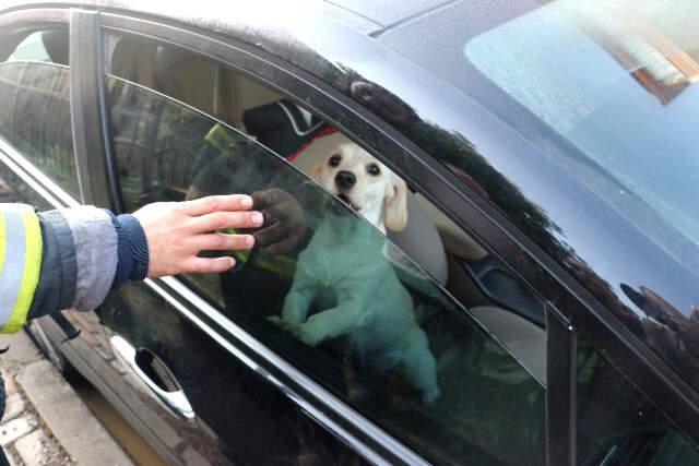 Aileyi Ölümden Köpekleri Kurtardı