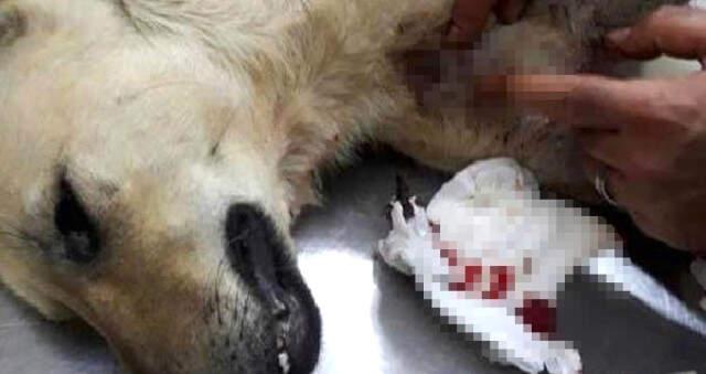 Kocaeli'de, Cani Müezzin Tavuklarına Saldıran Köpeği Tüfekle Öldürdü