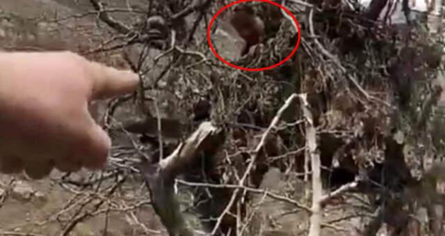 Mehmetçik, PKK'lı Teröristlerin Ağaç Dallarından Yaptığı Gözetleme Kulelerini Deşifre Etti