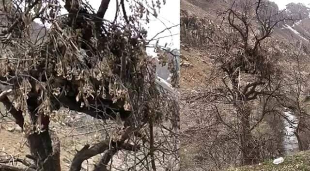Mehmetçik, PKK'lı Teröristlerin Ağaç Dallarından Yaptığı Gözetleme Kulelerini Deşifre Etti