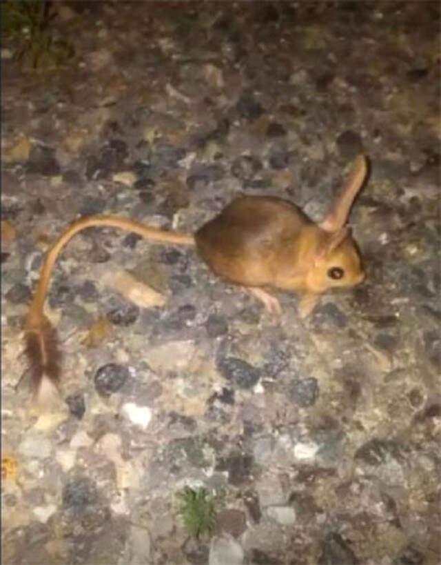 Elazığ'da Görülen Kanguru Faresi Şaşkınlık Yarattı
