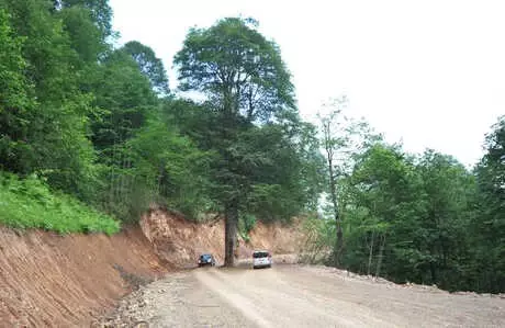 Yola Engel Asırlık Gürgen Ağacı Kesilmekten Kurtarıldı Yola Engel Asırlık Gürgen Ağacı Kesilmekten Kurtarıldı