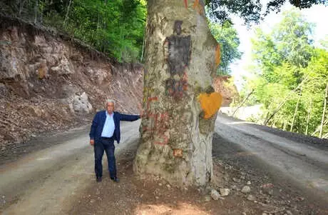 Yola Engel Asırlık Gürgen Ağacı Kesilmekten Kurtarıldı Yola Engel Asırlık Gürgen Ağacı Kesilmekten Kurtarıldı