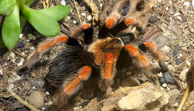 Yolcunun Bagajından Canlı Halde 22 Tane Tarantula Çıktı! Zehri İnsanı 30 Dakikada Öldürüyor