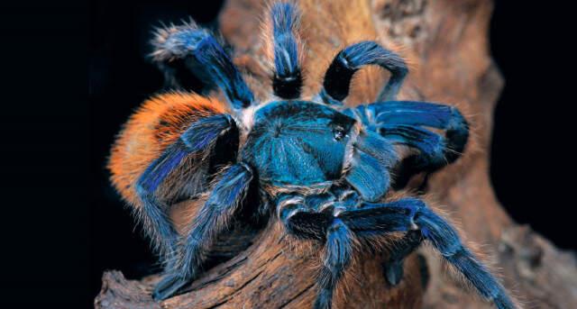 Yolcunun Bagajından Canlı Halde 22 Tane Tarantula Çıktı! Zehri İnsanı 30 Dakikada Öldürüyor