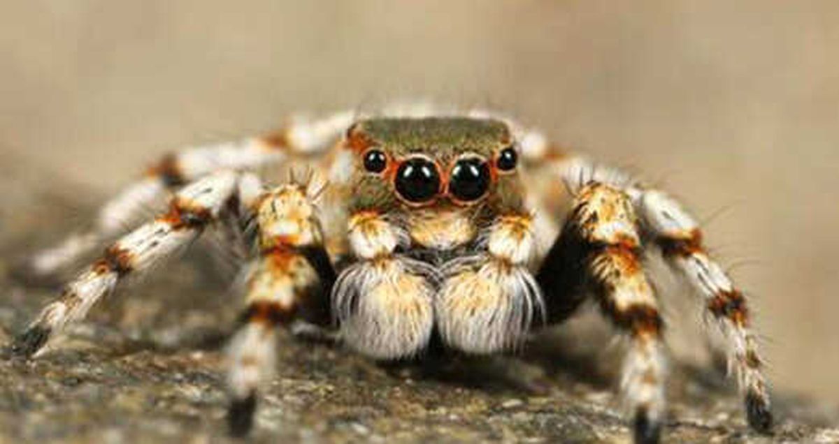 Yolcunun Bagajından Canlı Halde 22 Tarantula Çıktı! Zehri İnsanı 30 Dakikada Öldürüyor