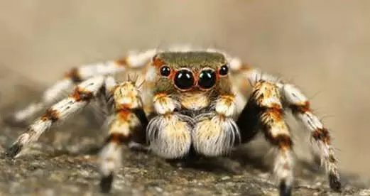 Yolcunun Bagajından Canlı Halde 22 Tarantula Çıktı! Zehri İnsanı 30 Dakikada Öldürüyor