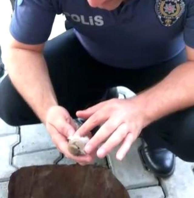 Polis Memuru Duvara Çarpıp Düşen Serçeyi Kalp Masajı İle Hayata Döndürdü