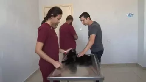 Balkondan Düşen Yaramaz Kedi 'Gece' Ameliyat Edildi Balkondan Düşen Yaramaz Kedi 'Gece' Ameliyat Edildi