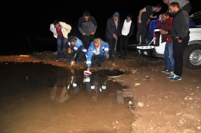 Gümüşhane'de Göletlere 50 Bin Sazan Yavrusu Bırakıldı