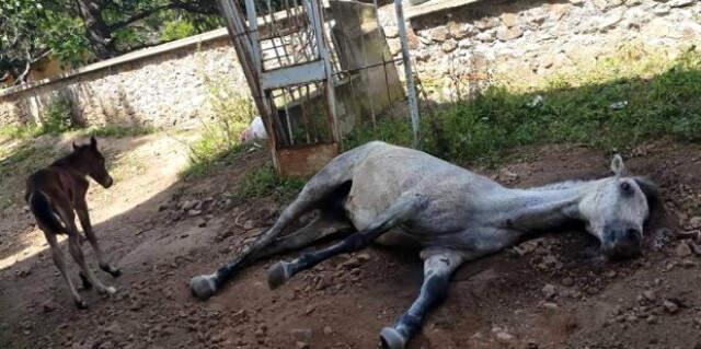Merak Edilen Soru Yanıt Buldu! Adalar'da Faytona Koşulan Atların Ömrü 2 Yılmış