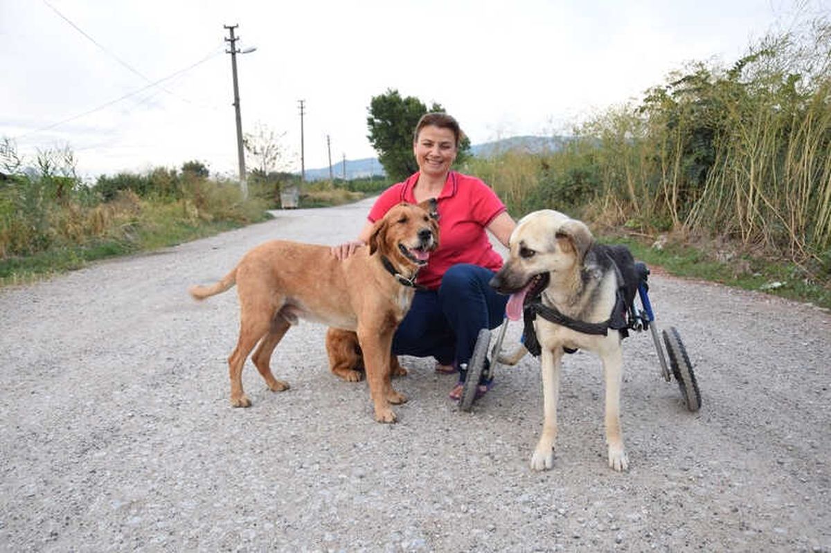 Toplanan Bağışlarla Sakat Kalan Köpeğe Yürüteç Aldı