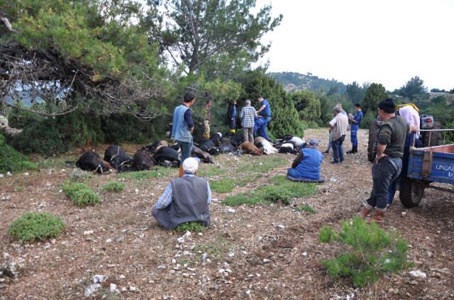 Sürü Sahibi, Yıldırım Düşmesi Sonucu Telef Olan Keçilerine Sarılarak Ağladı