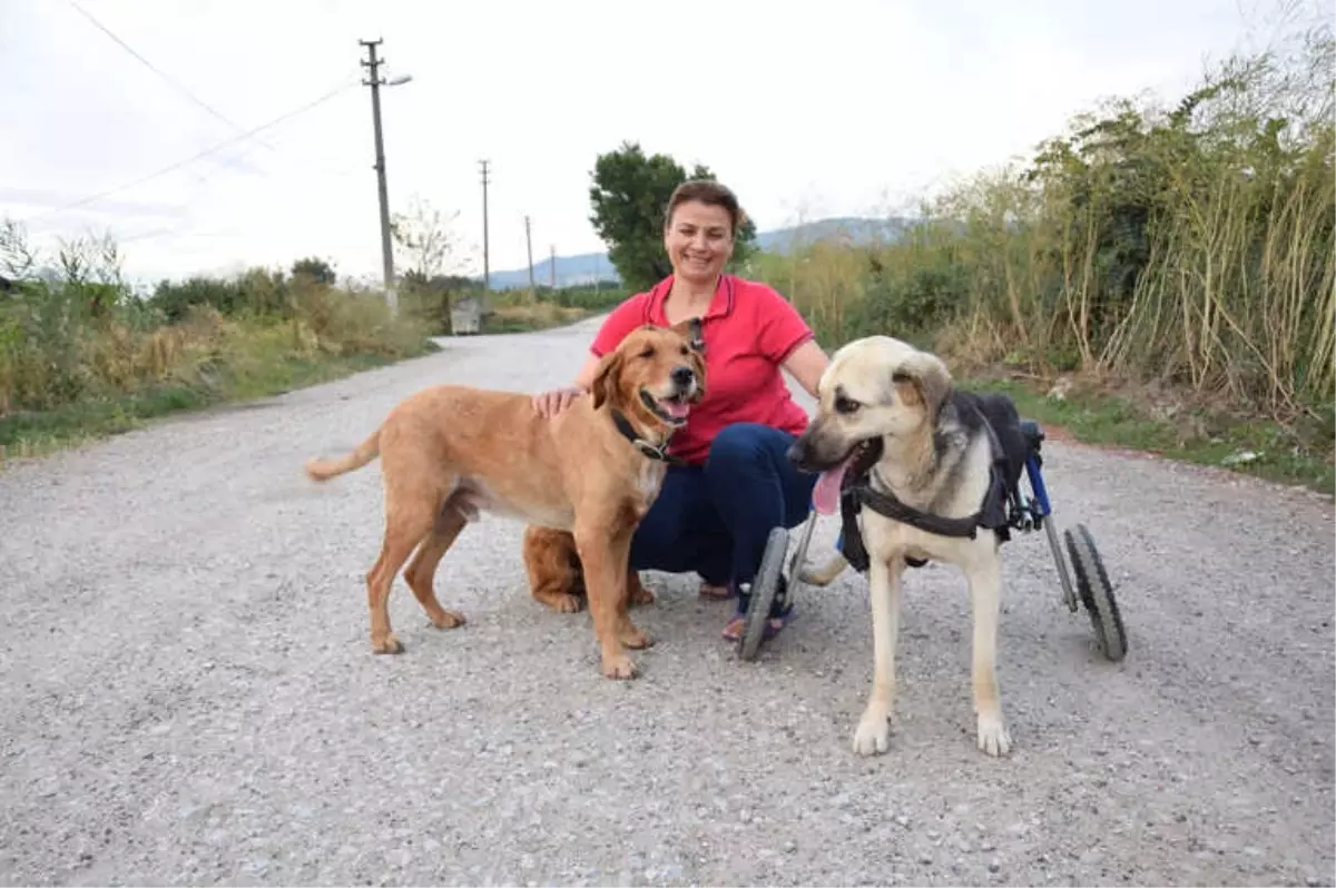 Toplanan Bağışlarla Sakat Kalan Köpeğe Yürüteç Aldı