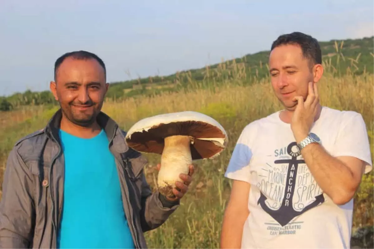 Taş Zannettiği, Dev Mantar Çıktı