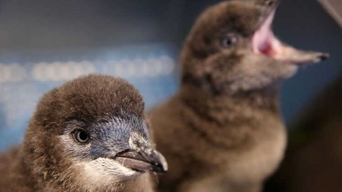Altı Pengueni Döverek Öldürdüren Kişiye 49 Saat Kamu Hizmeti Cezası Avustralya'da Büyük Öfke Yarattı