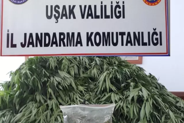 Uşak Jandarmasından Uyuşturucu Operasyonu - Haber