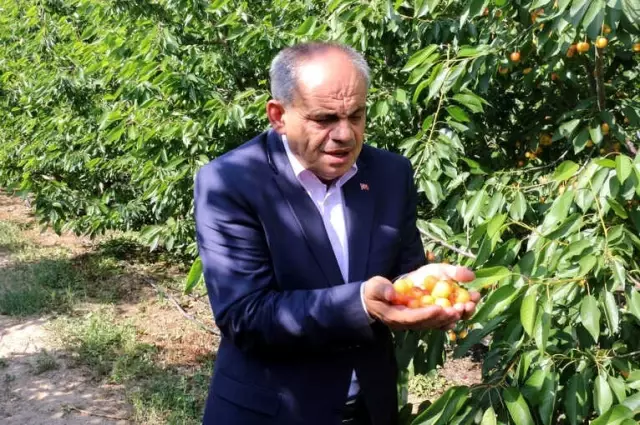 Yahyalı'daki Kiraz Üreticileri İhracatçıları Bekliyor