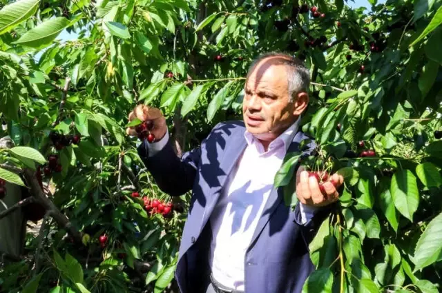 Yahyalı'daki Kiraz Üreticileri İhracatçıları Bekliyor