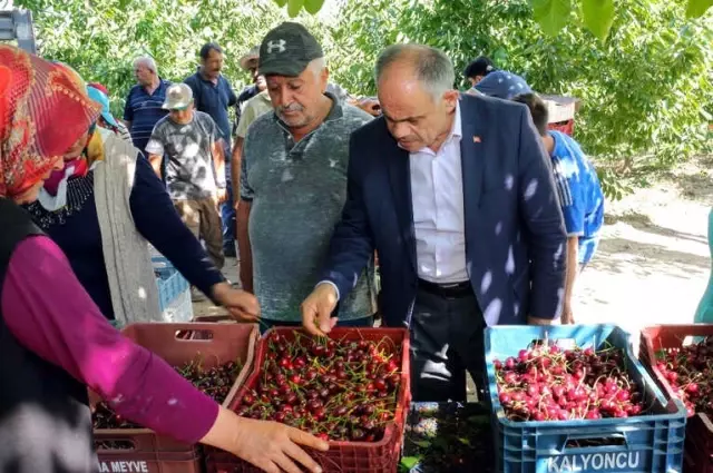 Yahyalı'daki Kiraz Üreticileri İhracatçıları Bekliyor