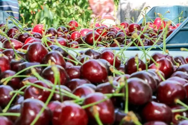 Yahyalı'daki Kiraz Üreticileri İhracatçıları Bekliyor