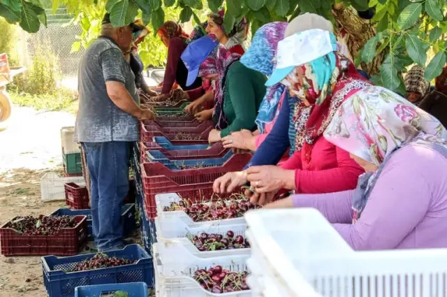 Yahyalı'daki Kiraz Üreticileri İhracatçıları Bekliyor
