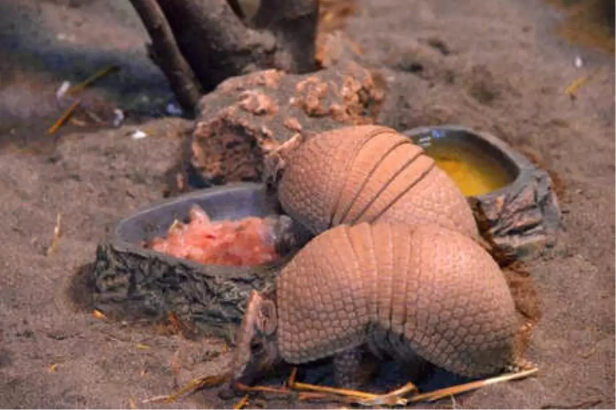 Wild Park'a Armadillo Geldi