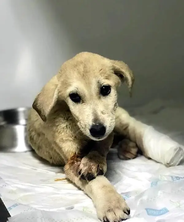 2 Aylık Yavru Köpeğin Av Tüfeği ile Yaralanmasına 1 Gözaltı Haberler