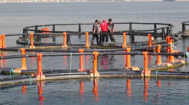 Mersin Valiliği'nden 'Balık Çiftlikleri' Açıklaması Mersin Valiliği'nden 'Balık Çiftlikleri' Açıklaması