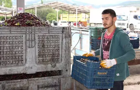 Uluborlu Kirazını Afet Vurdu