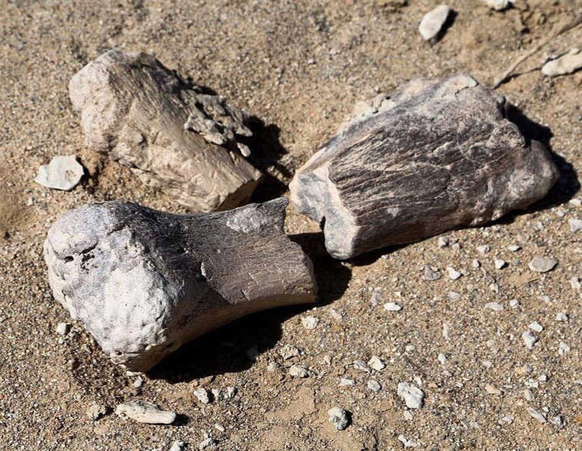Moğolistan'da 3 Yeni Dinozor Türü Bulundu