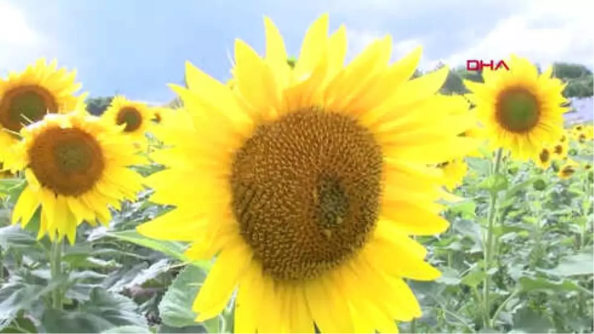Edirne Trakya'nın 'Sarı Gelini' Çiçeklerini Açtı