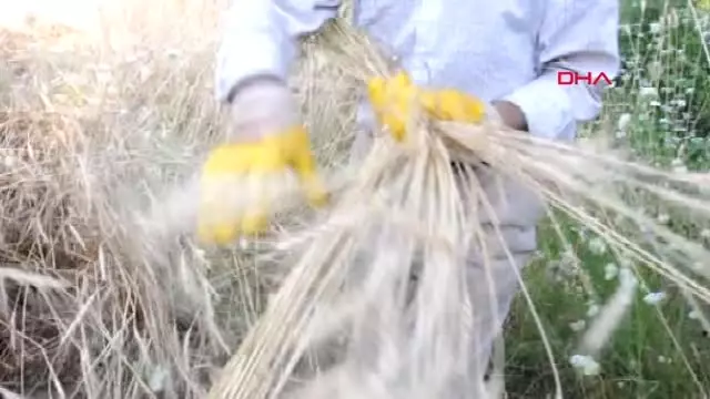 Hakkari Irak Sınırında 35 Derece Sıcaklıkta Buğday Hasadı Haber