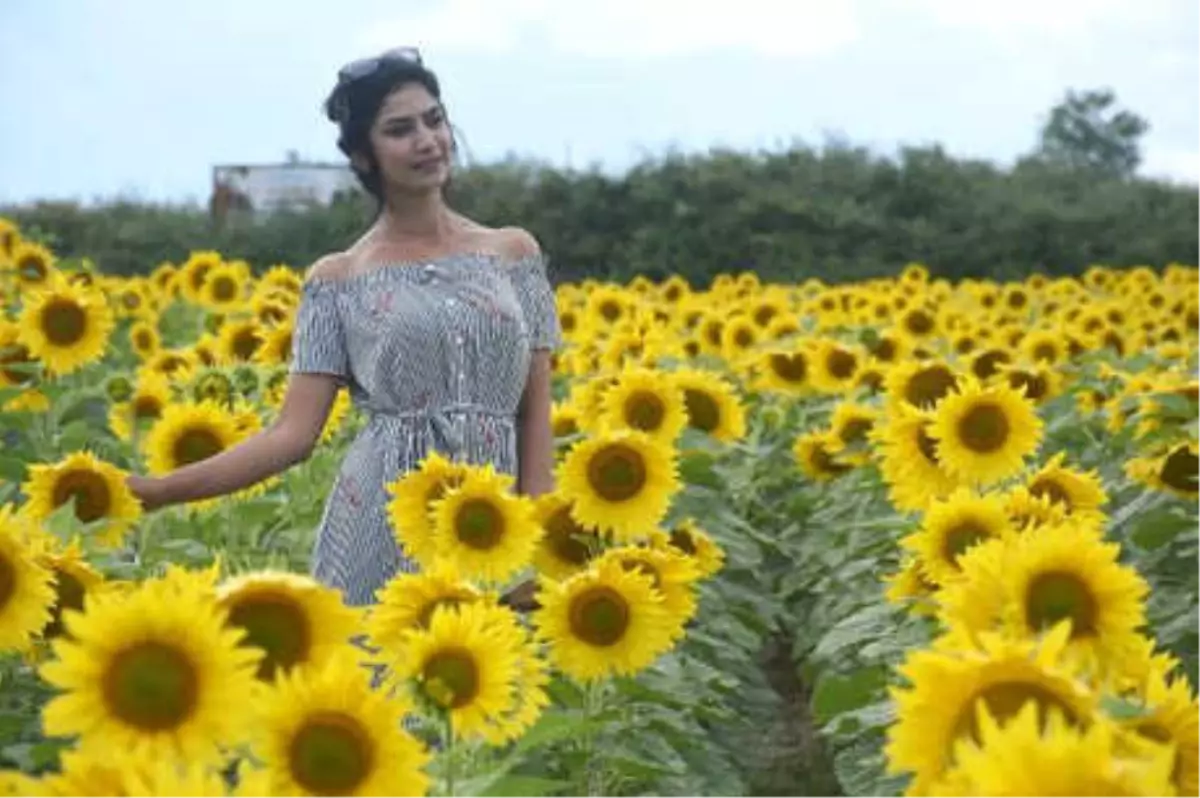 Trakya'nın Sarı Gelini' Çiçeklerini Açtı