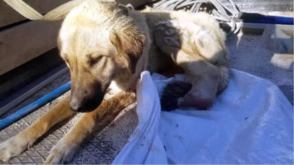 Ayağı Kesilen Köpek Tedaviye Alındı