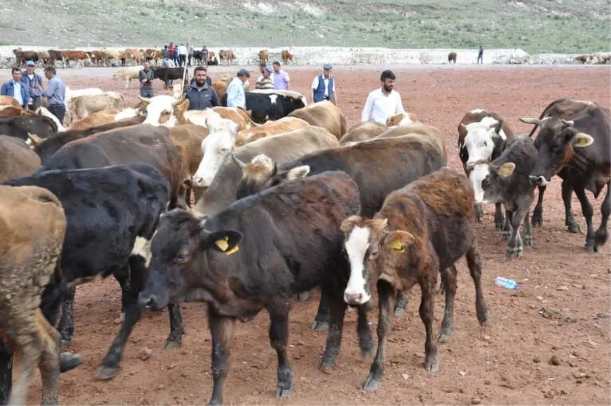 Kars'ta Kurbanlıklar Pazara İndi