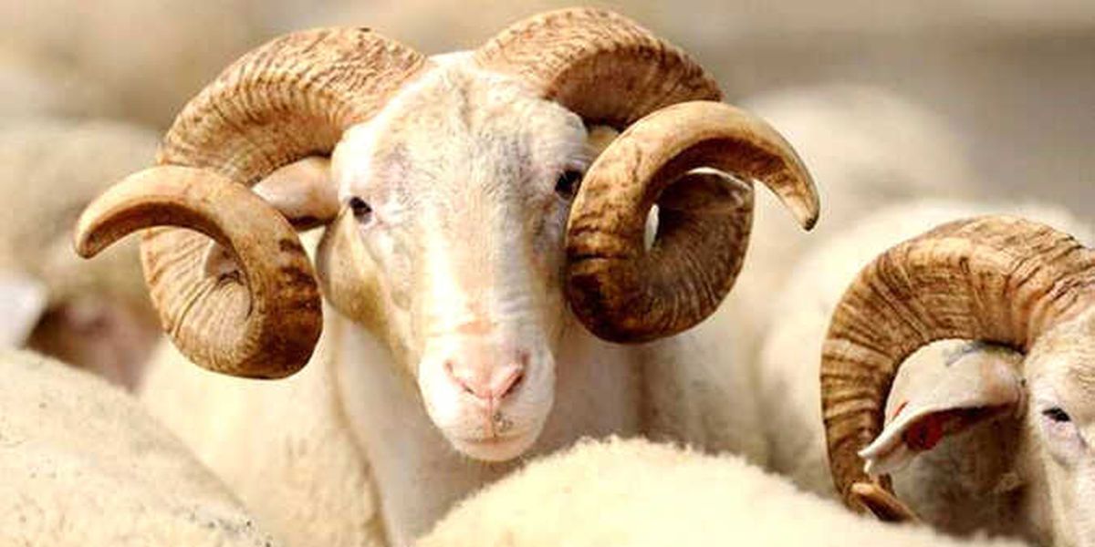 Kurban Bayramı Ne Zaman? Bayram Tatili 9 Gün Olacak mı?