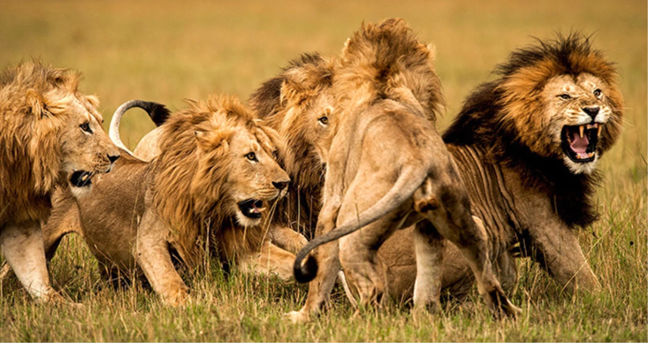 Güney Afrika'da Kaçak Gergedan Avcılarını Aslanlar Yedi